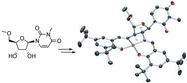 Graphical abstract: Synthesis and crystal structure of a salen-type copper(ii) complex derived from 3,5′-O-dimethyl-2′,3′-diamino-2′,3′-dideoxy-β-d-xylo-uridine