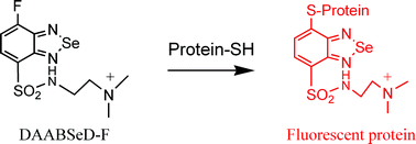 Graphical abstract: A new fluorogenic reagent aimed at simultaneous determination of peptides or proteins in two different samples