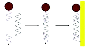 Graphical abstract: Highly reproducible hybridization assay of zeptomole DNA based on adsorption of nanoparticle-bioconjugate