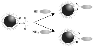 Graphical abstract: Covalent immobilization of human serum albumin onto reactive polypyrrole-coated polystyrene latex particles