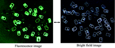 Graphical abstract: Microfabrication of encoded microparticle array for multiplexed DNA hybridization detection