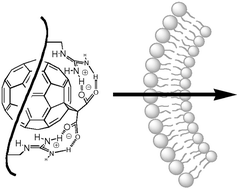 Graphical abstract: Arginine magic with new counterions up the sleeve