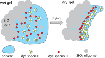 Graphical abstract: Microscopic vs. macroscopic structural evolution of SiO2 sols and gels employing a tailor-made fluorescent reporter dye