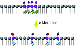 Graphical abstract: Selective fluorescence detection of divalent and trivalent metal ions with functionalized lipid membranes