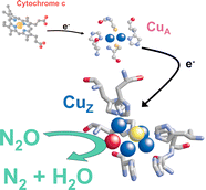 Graphical abstract: Formation of a cytochrome c–nitrous oxide reductase complex is obligatory for N2O reduction by Paracoccus pantotrophus