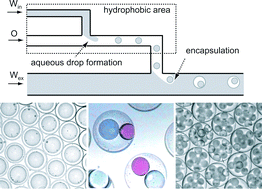 Graphical abstract: Controlled formulation of monodisperse double emulsions in a multiple-phase microfluidic system