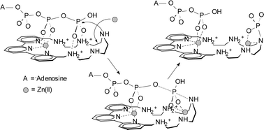 Graphical abstract: A zinc(ii)-based receptor for ATP binding and hydrolysis