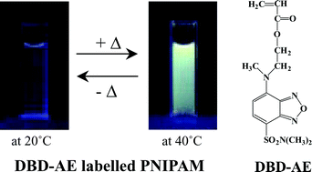 Graphical abstract: Development of fluorescent microgel thermometers based on thermo-responsive polymers and their modulation of sensitivity range