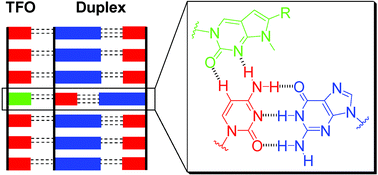 Graphical abstract: Recognition of CG inversions in DNA triple helices by methylated 3H-pyrrolo[2,3-d]pyrimidin-2(7H)-one nucleoside analogues