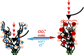 Graphical abstract: AFM study of cationically charged polymer brushes: switching between soft and hard matter