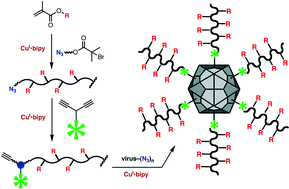 Graphical abstract: Virus–glycopolymer conjugates by copper(i) catalysis of atom transfer radical polymerization and azide–alkyne cycloaddition