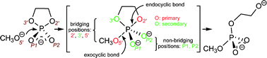 Graphical abstract: Kinetic isotope effects on thio-substituted biological phosphoryl transfer reactions from density-functional theory