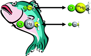 Graphical abstract: Uncertainty contributions to single and double isotope dilution mass spectrometry with HPLC-CV-MC-ICP-MS for the determination of methylmercury in fish tissue