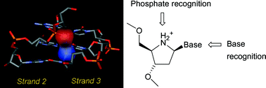 Graphical abstract: Synthesis and triplex forming properties of pyrrolidino pseudoisocytidine containing oligodeoxynucleotides