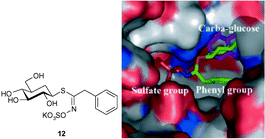 Graphical abstract: The glucosinolate–myrosinase system. New insights into enzyme–substrate interactions by use of simplified inhibitors