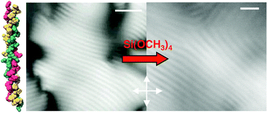 Graphical abstract: Type I collagen, a versatile liquid crystal biological template for silica structuration from nano- to microscopic scales