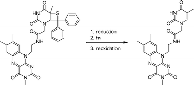 Graphical abstract: Model compounds for (6–4) photolyases: a comparative flavin induced cleavage study of oxetanes and thietanes