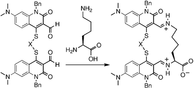 Graphical abstract: Fluorescent sensors for diamines