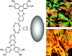 Graphical abstract: Self-assembly of hydrogen-bonded molecules: discotic and elliptical mesogens