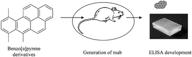 Graphical abstract: Development of a highly sensitive monoclonal antibody based ELISA for detection of benzo[a]pyrene in potable water