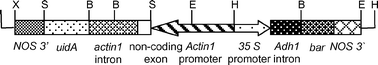 Graphical abstract: Production of fertile transgenic wheat plants by laser micropuncture