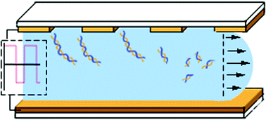 Graphical abstract: Flow-based and sieving matrix-free DNA differentiation by a miniaturized field flow fractionation device