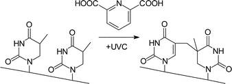 Graphical abstract: Photosensitization of DNA by dipicolinic acid, a major component of spores of Bacillus species