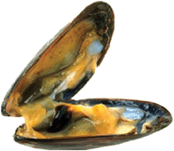 Graphical abstract: Thio arsenosugars in freshwater mussels from the Danube in Hungary