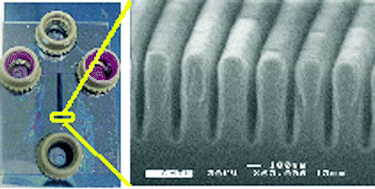 Graphical abstract: Electrokinetic molecular separation in nanoscale fluidic channels