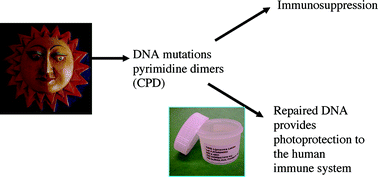 Graphical abstract: Cyclobutane pyrimidine dimer formation is a molecular trigger for solar-simulated ultraviolet radiation-induced suppression of memory immunity in humans