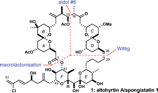 Graphical abstract: The stereocontrolled total synthesis of altohyrtin A/spongistatin 1: fragment couplings, completion of the synthesis, analogue generation and biological evaluation