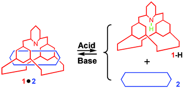 Graphical abstract: pH-Controlled assembly and disassembly of a cryptand/paraquat [2]pseudorotaxane