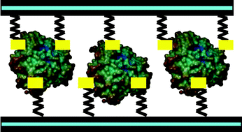 Graphical abstract: Fabrication of functional protein–organoclay lamellar nanocomposites by biomolecule-induced assembly of exfoliated aminopropyl-functionalized magnesium phyllosilicates