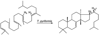 Graphical abstract: Detection of 1,2-hydride shifts in the formation of euph-7-ene by the squalene–tetrahymanol cyclase of Tetrahymena pyriformis
