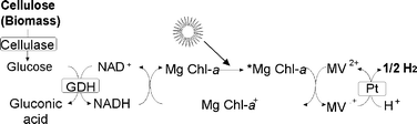 Graphical abstract: Green process for hydrogen production from cellulose derivative using visible light-harvesting function of Mg chlorophyll-a