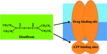 Graphical abstract: Disulfiram, an old drug with new potential therapeutic uses for human cancers and fungal infections