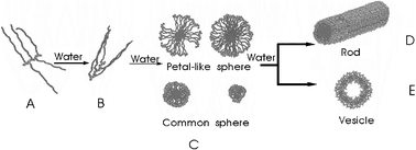 Graphical abstract: Multiple morphologies from amphiphilic graft copolymers based on chitooligosaccharides as backbones and polycaprolactones as branches