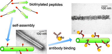 Graphical abstract: Construction of biotinylated peptide nanotubes for arranging proteins