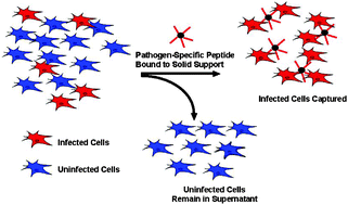 Graphical abstract: Isolation of a Mycoplasma-specific binding peptide from an unbiased phage-displayed peptide library