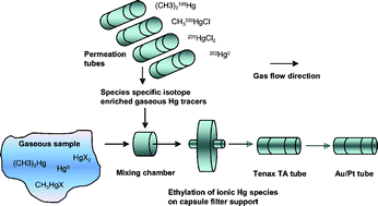 Graphical abstract: Species specific isotope dilution with on line derivatisation for determination of gaseous mercury species