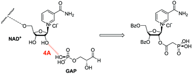 Graphical abstract: Selective inhibition of Trypanosoma cruzi GAPDH by “bi-substrate” analogues