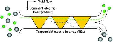 Graphical abstract: Microfluidic system for dielectrophoretic separation based on a trapezoidal electrode array