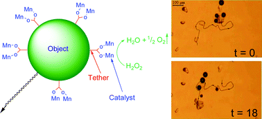 Graphical abstract: Catalytic molecular motors: fuelling autonomous movement by a surface bound synthetic manganese catalase