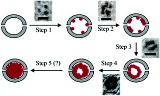 Graphical abstract: Cobalt oxide hollow nanoparticles derived by bio-templating