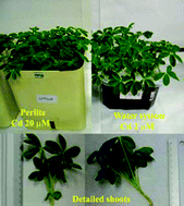 Graphical abstract: Use of perlite in cadmium plant studies: an approach to polluted soil conditions