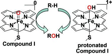 Graphical abstract: Transient species involved in catalytic dioxygen/peroxide activation by hemoproteins: possible involvement of protonated Compound I species