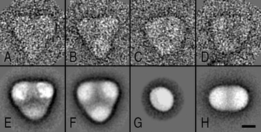 Graphical abstract: Photosystem I: a search for green plant trimers