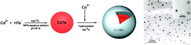 Graphical abstract: CdTe@Co(OH)2 (core–shell) nanoparticles: aqueous synthesis and characterization
