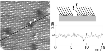 Graphical abstract: Self-assembled monolayers of alkanethiols on Au(111): surface structures, defects and dynamics