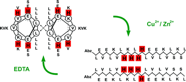 Graphical abstract: From α-helix to β-sheet – a reversible metal ion induced peptide secondary structure switch